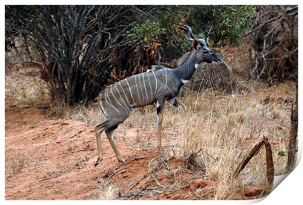 JST2747 Male Lesser Kudu Print by Jim Tampin