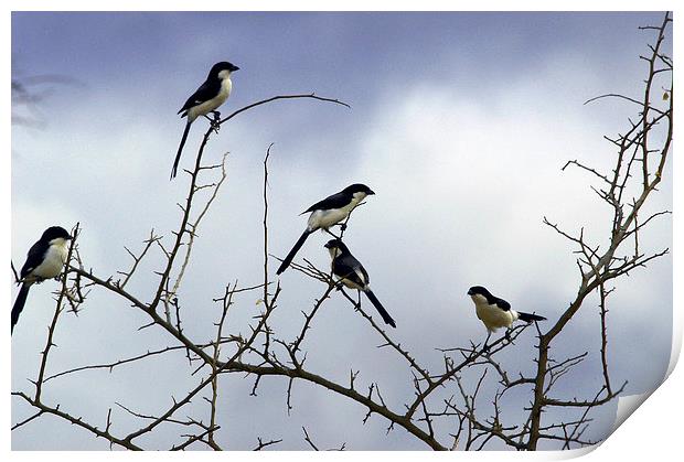 JST2749 Long Tailed Fiscal Shrikes Print by Jim Tampin