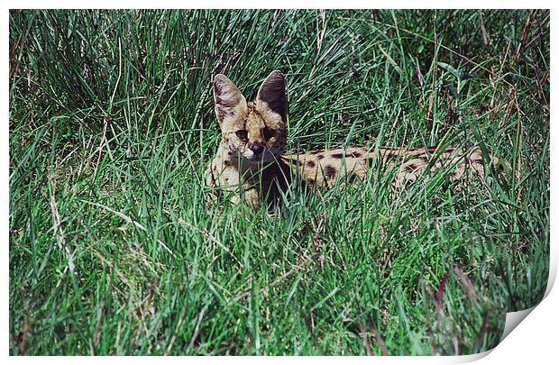 JST2755 Serval, Masai Mara Kenya Print by Jim Tampin