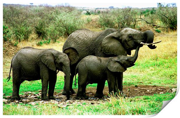 JST2760 Young Elephant family Print by Jim Tampin
