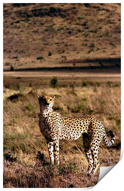 JST2820 loan cheetah Print by Jim Tampin