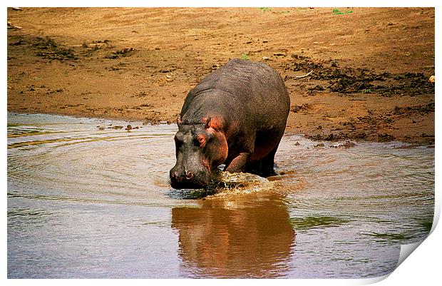 JST2818 Hippo returns to River Mara Print by Jim Tampin