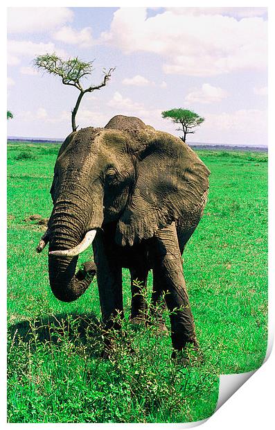 JST2816 female elephant, Masai Mara Print by Jim Tampin