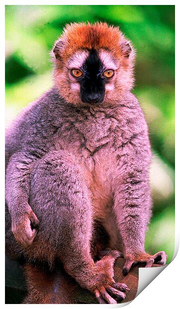 JST2802 Red-fronted Lemur Print by Jim Tampin