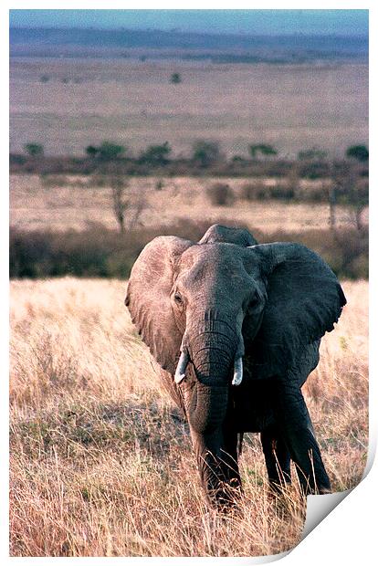 JST2781 elephant Masai Mara Print by Jim Tampin