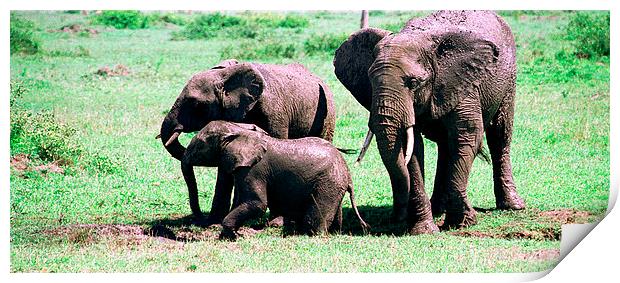 JST2821 Elephant mud bath Print by Jim Tampin