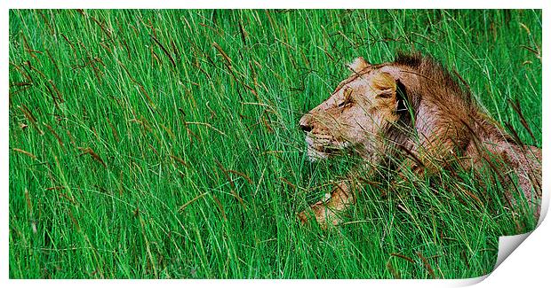 JST2873 Male Lion Print by Jim Tampin
