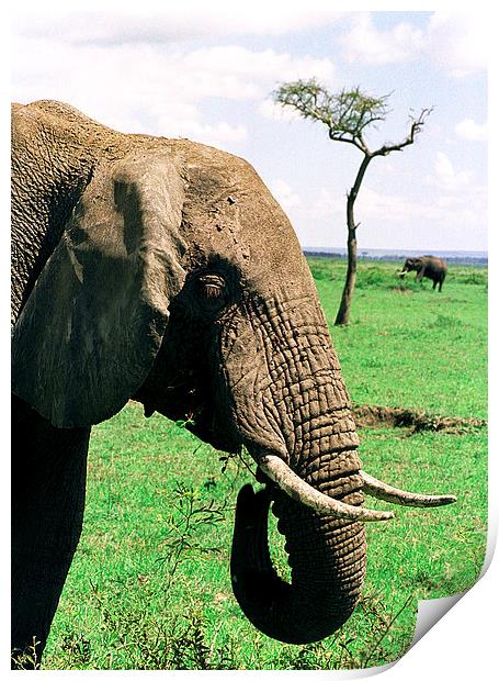JST2914 Elephant feeding Print by Jim Tampin