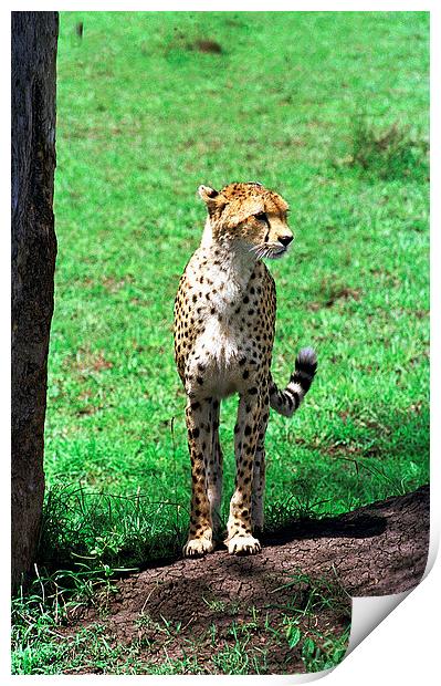 JST2909 Alert cheetah Print by Jim Tampin