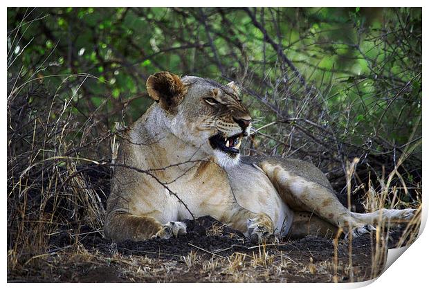JST3025 Lioness Print by Jim Tampin