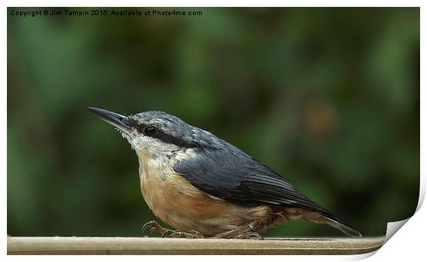 JST3068 Nuthatch Print by Jim Tampin