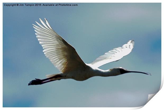 JST3146 African Spoonbill Print by Jim Tampin