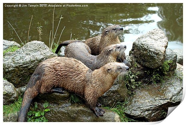 JST3157 Otters Print by Jim Tampin