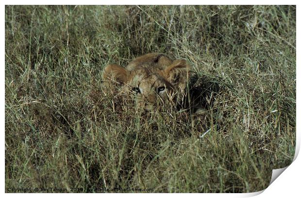 Lion Cub Print by Jim Tampin