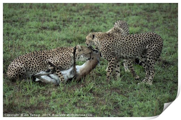 JST126. Cheetah Kill Print by Jim Tampin