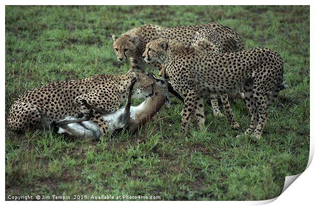 JST127 Cheetah Kill Print by Jim Tampin