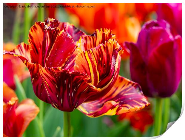 Stripey Red and Orange Tulip Print by Elizabeth Debenham