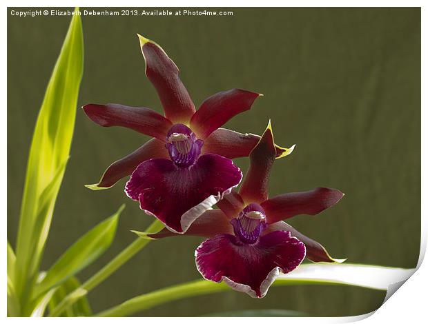 Zygopetalum Twins Print by Elizabeth Debenham