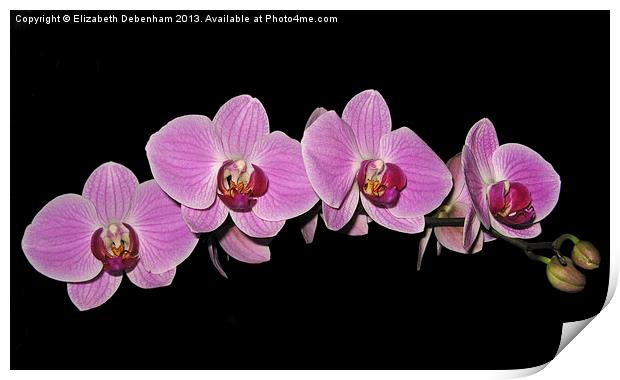 Purple Phalaenopsis Orchid Arc Print by Elizabeth Debenham