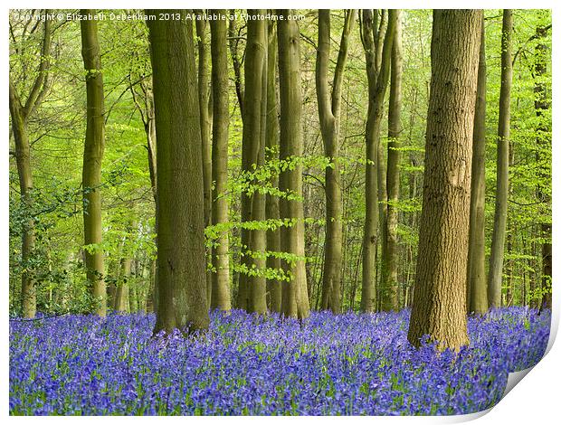 Bluebell Woodland in Hertfordshire Print by Elizabeth Debenham