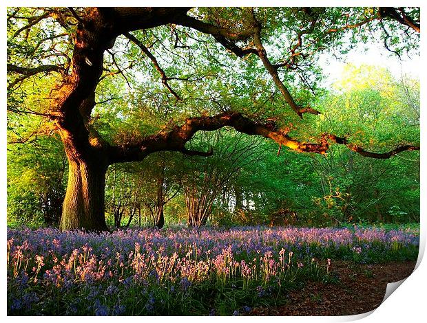 Oak Tree Canopy with Bluebells Print by Elizabeth Debenham