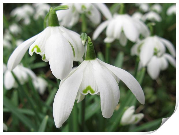 Snowdrop group Print by Elizabeth Debenham