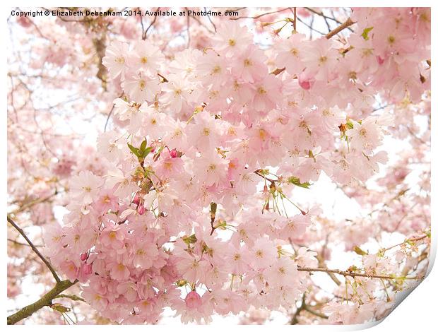 Beautiful pink Spring blossom. Print by Elizabeth Debenham