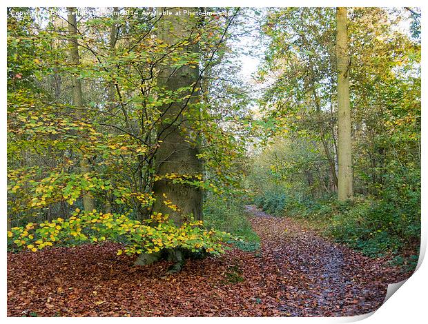  An Autumn Glade at Flaunden, Hertfordshire. Print by Elizabeth Debenham