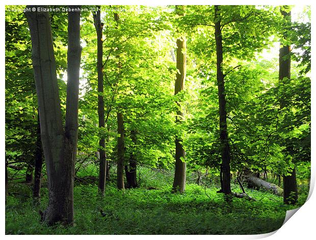 Young Leaves in May Woodland Print by Elizabeth Debenham