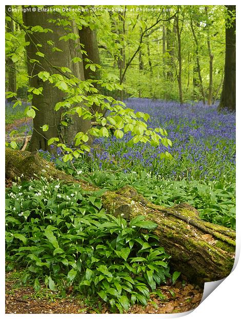 Bluebell Woodland in May  Print by Elizabeth Debenham