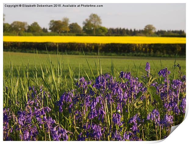 Bluebells and Yellow fields in May Print by Elizabeth Debenham