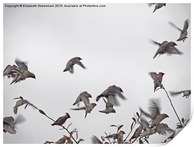  Waxwing Flock on the Move Print by Elizabeth Debenham