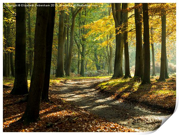  Beech tree glade in November Print by Elizabeth Debenham