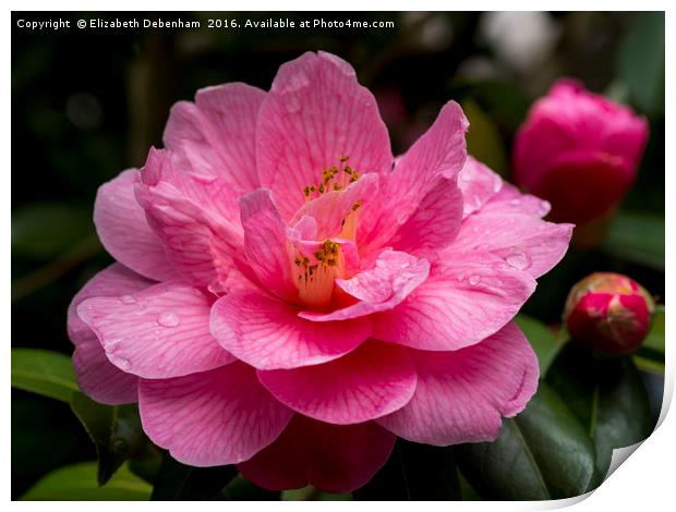 Pink Camellia, Donation Print by Elizabeth Debenham