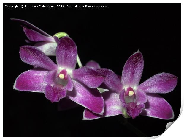 Purple Dendrobium Orchid on Black Print by Elizabeth Debenham