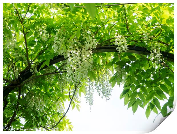 June canopy of wisteria sinensis 'Alba' at Chenies Print by Elizabeth Debenham