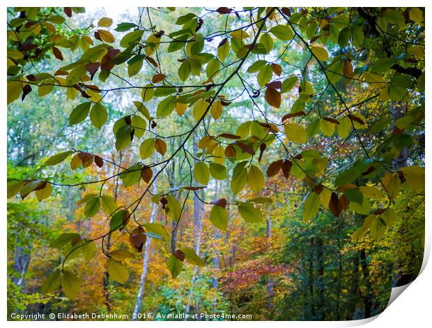 Beech leaf curtain in autumn. Print by Elizabeth Debenham