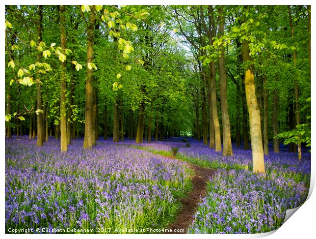 Bluebell wood heaven Print by Elizabeth Debenham