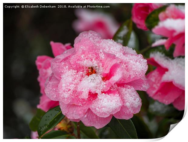 Pink Camellia, &amp;quot;Donation&amp;quot;,  deco Print by Elizabeth Debenham