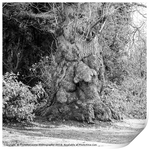 Old Man Tree seen in the grounds of a local park. Print by Elizabeth Debenham