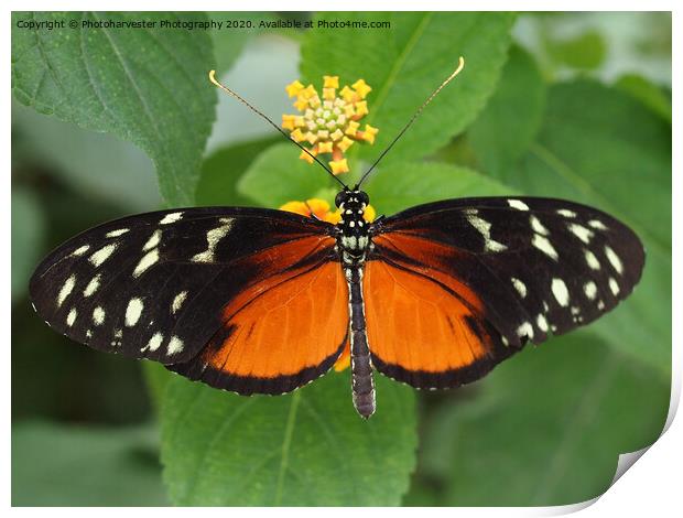 South American Longwing Butterfly Print by Elizabeth Debenham