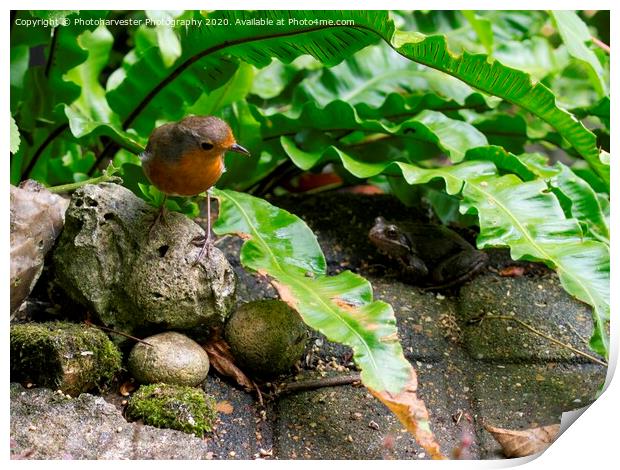 Robin and Frog together. Print by Elizabeth Debenham