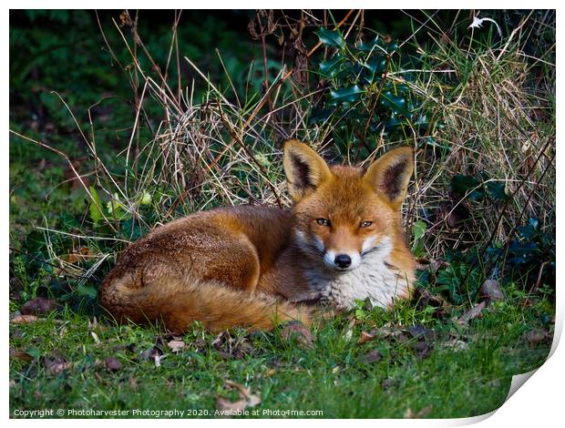 Fox  Snoozing in the Sun Print by Elizabeth Debenham