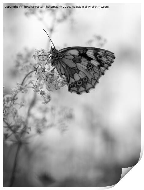 Marbled White  Butterfly on Bedstraw Print by Elizabeth Debenham