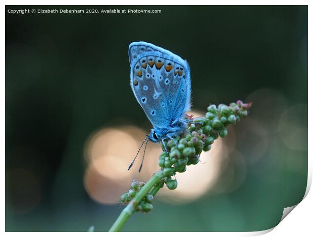 Common Blue Butterfly at sunset Print by Elizabeth Debenham