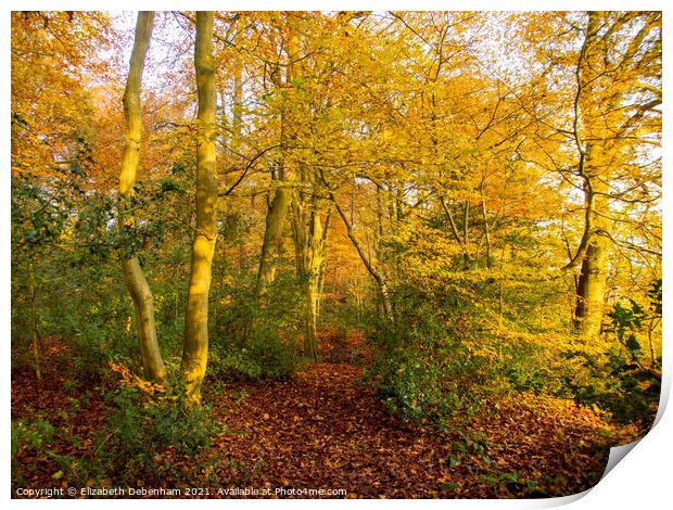 Woodland path in Autumn Print by Elizabeth Debenham