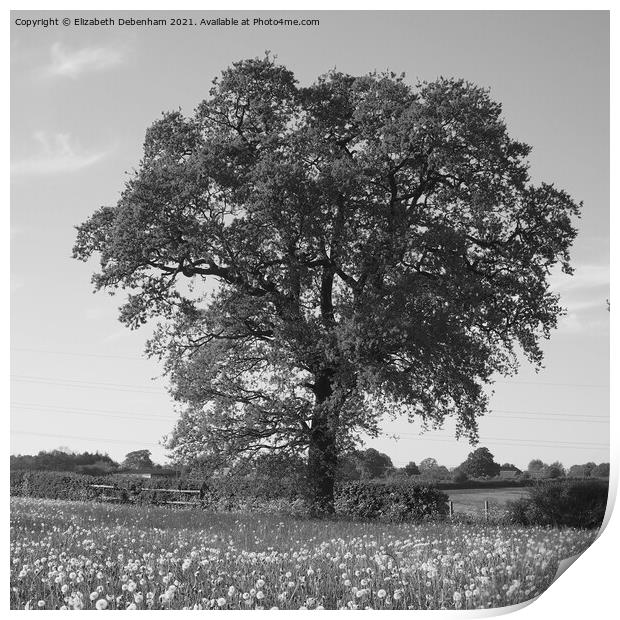 Oak Tree in a field. Print by Elizabeth Debenham