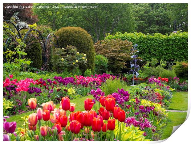 Tulip display at Chenies Print by Elizabeth Debenham