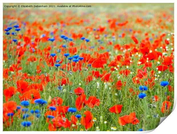 Poppies and Cornflowers Print by Elizabeth Debenham