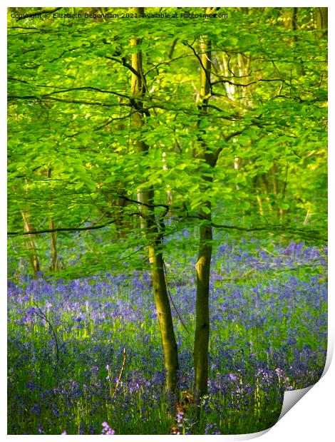 New Beech leaves in Bluebell woodland Print by Elizabeth Debenham